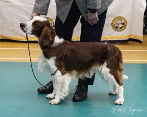  Yearling Dog